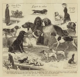 La exposición canina en el Crystal Palace